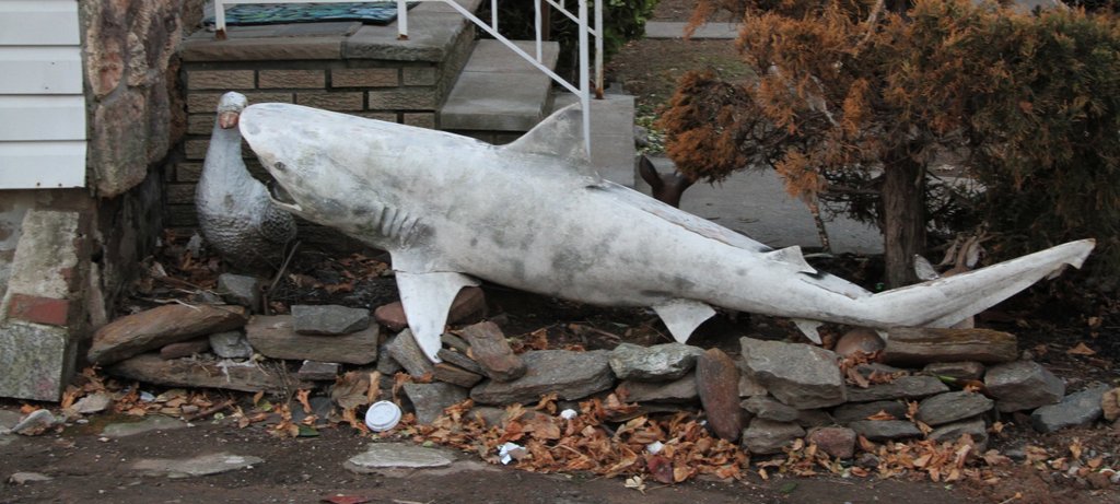 art-of-sandy-staten-island-new-dorp-beached-shark-GOH_6064.jpg